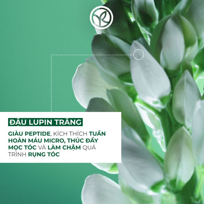 Serum Tinh Chất Kích Thích Mọc Tóc Anti-Hair Loss With White Lupin Intensive Treatment 16 Days  4X15Ml