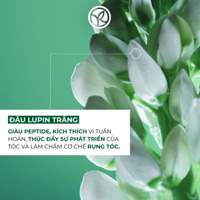 Dầu Gội Trị Rụng Tóc Anti-Hair Loss With White Lupin Fortifying Shampoo Sulfate Free  300Ml