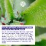 Kem Dưỡng Da Chống Lão Hóa, Giảm Nếp Nhăn  Filler Vegetal Intense Anti-Wrinkles 75Ml
